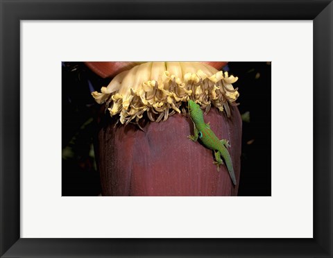 Framed Day Gecko, Ranamofana, Madagascar Print
