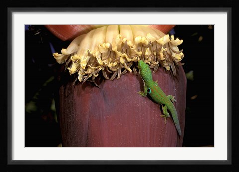 Framed Day Gecko, Ranamofana, Madagascar Print
