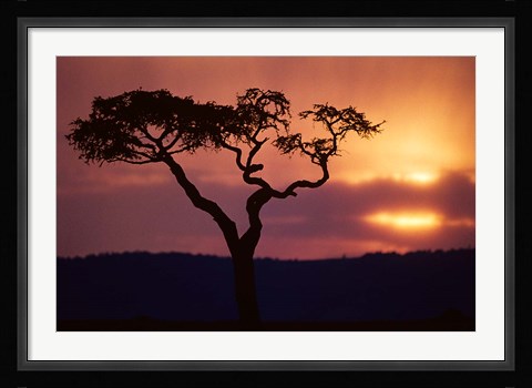 Framed Acacia Tree as Storm Clears, Masai Mara Game Reserve, Kenya Print