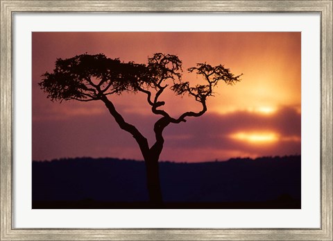 Framed Acacia Tree as Storm Clears, Masai Mara Game Reserve, Kenya Print