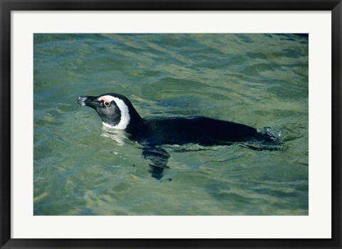 Framed African Penguin swimming, Cape Peninsula, South Africa Print