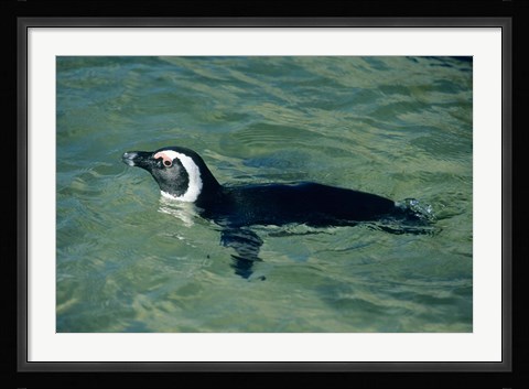 Framed African Penguin swimming, Cape Peninsula, South Africa Print