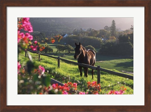 Framed Constantia Winery, Cape Town, South Africa Print
