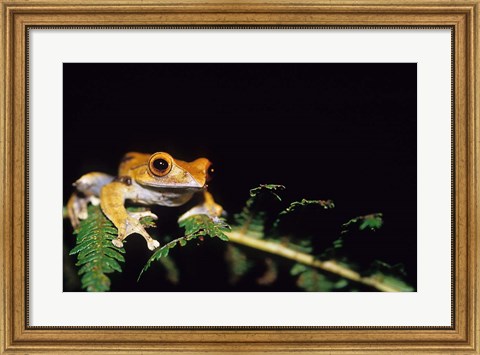 Framed Frog in the Analamazaotra National Park, Madagascar Print