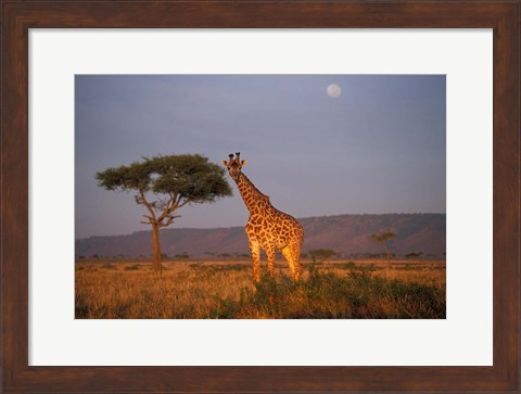 Framed Giraffe Feeding on Savanna, Masai Mara Game Reserve, Kenya Print