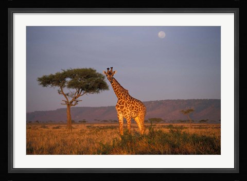 Framed Giraffe Feeding on Savanna, Masai Mara Game Reserve, Kenya Print