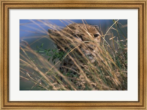 Framed Cheetah Resting on Savanna, Masai Mara Game Reserve, Kenya Print