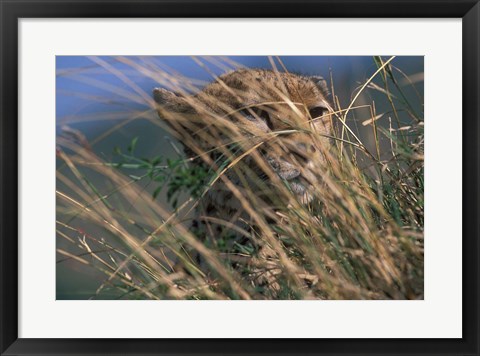 Framed Cheetah Resting on Savanna, Masai Mara Game Reserve, Kenya Print
