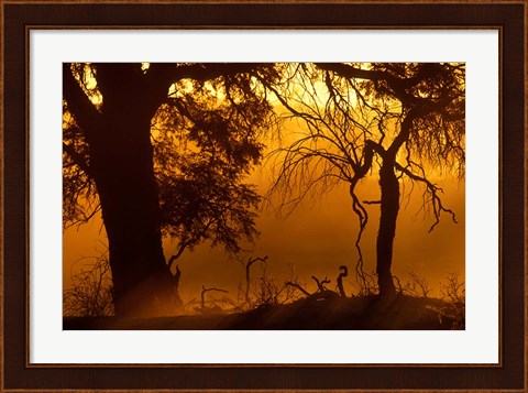 Framed Dust Hanging in Air, Auob River Bed, Kgalagadi Transfrontier Park, South Africa Print