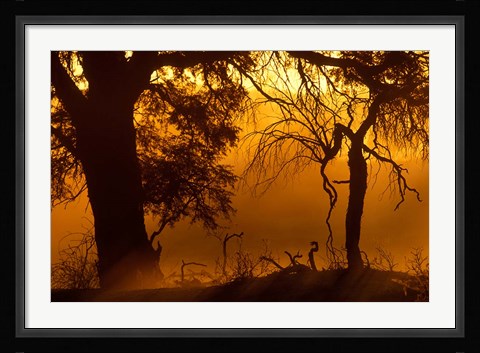 Framed Dust Hanging in Air, Auob River Bed, Kgalagadi Transfrontier Park, South Africa Print
