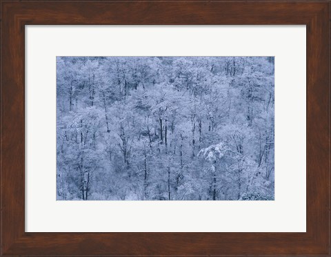 Framed Forest Covered with Snow, Mt Huangshan (Yellow Mountain), China Print