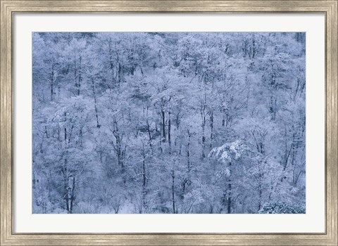 Framed Forest Covered with Snow, Mt Huangshan (Yellow Mountain), China Print