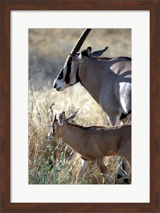 Framed Beisa Oryx and Calf, Kenya Print