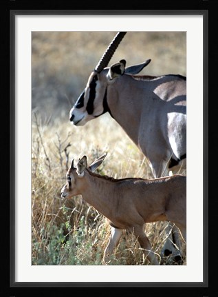 Framed Beisa Oryx and Calf, Kenya Print