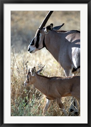 Framed Beisa Oryx and Calf, Kenya Print