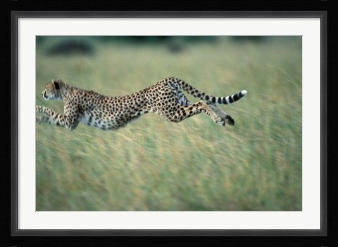 Framed Cheetah Running After Prey, Masai Mara Game Reserve, Kenya Print