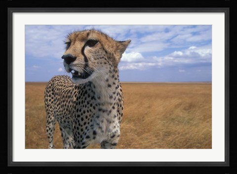 Framed Cheetah, Kenya Print