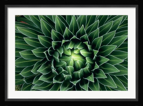Framed Giant Lobelia flower, Mount Kenya NPk, Kenya Print
