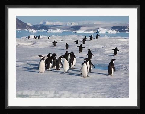 Framed Adelie Penguins, Devil Island, Antartica Print