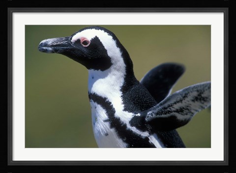 Framed African Penguin at Boulders Beach, Table Mountain National Park, South Africa Print