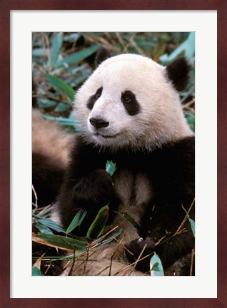 Framed China, Chengdu, Panda Sanctuary, Panda bear Print