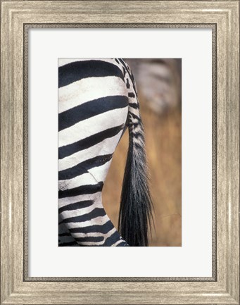 Framed Close-Up of Plains Zebra, Masai Mara Game Reserve, Kenya Print