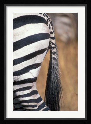 Framed Close-Up of Plains Zebra, Masai Mara Game Reserve, Kenya Print