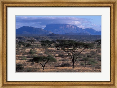 Framed Acacia and Distant Massif North of Mt Kenya, Samburu National Reserve, Kenya Print