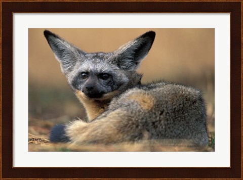 Framed Bat Eared Fox Rests on Savanna, Masai Mara Game Reserve, Kenya Print