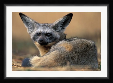 Framed Bat Eared Fox Rests on Savanna, Masai Mara Game Reserve, Kenya Print