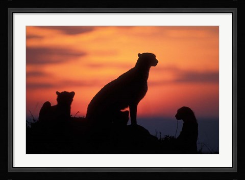 Framed Cheetah Silhouetted By Sunset, Masai Mara Game Reserve, Kenya Print