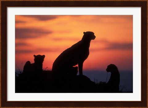 Framed Cheetah Silhouetted By Sunset, Masai Mara Game Reserve, Kenya Print