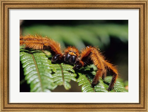 Framed Close-up of Tarantula on Fern, Madagascar Print