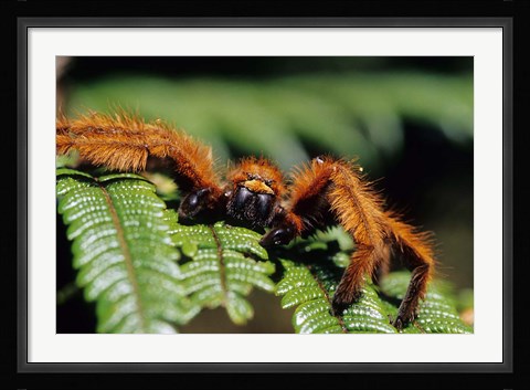 Framed Close-up of Tarantula on Fern, Madagascar Print