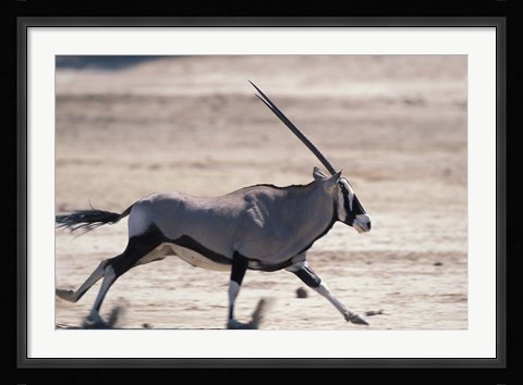 Framed Gemsbok Runs Along Dry Salt Pan, Etosha National Park, Namibia Print