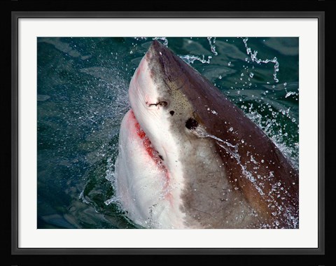 Framed Great White Shark breaks the surface of the water in Capetown, False Bay, South Africa Print
