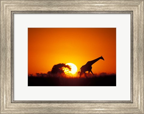 Framed Giraffe Walks Past Setting Sun, Chobe River, Chobe National Park, Botswana Print
