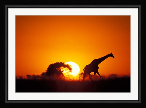 Framed Giraffe Walks Past Setting Sun, Chobe River, Chobe National Park, Botswana Print
