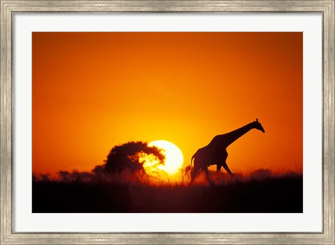 Framed Giraffe Walks Past Setting Sun, Chobe River, Chobe National Park, Botswana Print