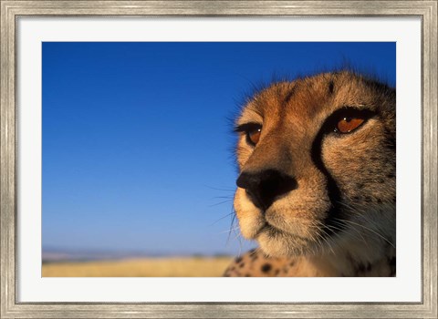 Framed Africa, Kenya, Masai Mara, Cheetah on savanna Print