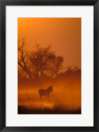 Framed Burchell&#39;s Zebra at Sunset, Okavango Delta, Botswana Print