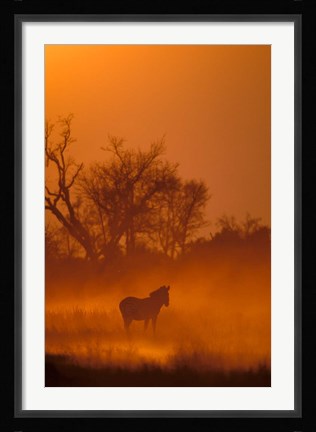 Framed Burchell's Zebra at Sunset, Okavango Delta, Botswana Print