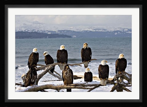 Framed Bald Eagles in Winter, Homer, Alaska Print