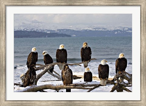 Framed Bald Eagles in Winter, Homer, Alaska Print