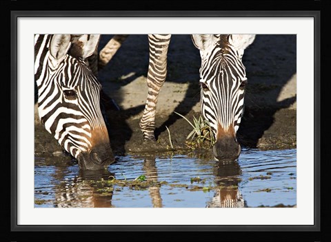 Framed Burchell's Zebras Drinking, Tanzania Print