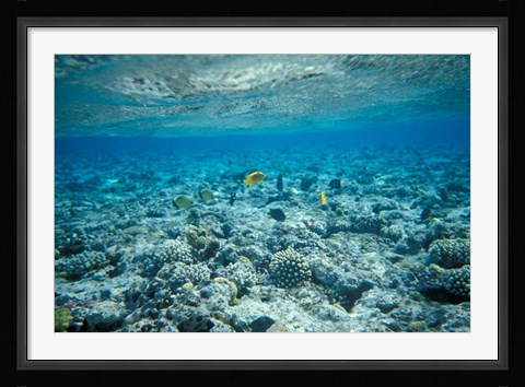 Framed Crystal Clear Waters and Sea Life of the Red Sea, Egypt Print