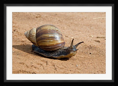 Framed Giant African Land Snail, Tanzania Print