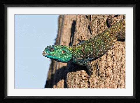 Framed Green-Headed Agama Lizard, Tanzania Print