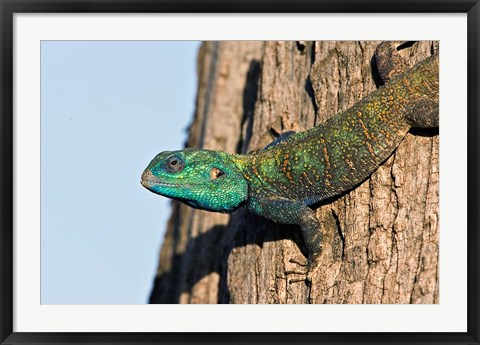 Framed Green-Headed Agama Lizard, Tanzania Print