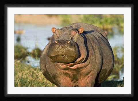 Framed Hippopotamus, Tanzania Print